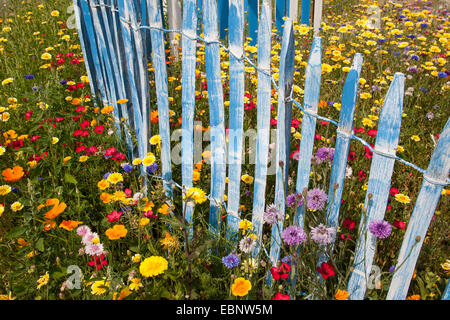 Pré des fleurs colorées avec le lin écarlate, jardin-pot marigold et bleu picket fence, Allemagne Banque D'Images