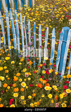 Pré des fleurs colorées avec le lin écarlate, jardin-pot marigold et bleu picket fence, Allemagne Banque D'Images