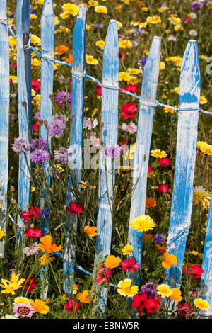 Pré des fleurs colorées avec le lin écarlate, jardin-pot marigold et bleu picket fence, Allemagne Banque D'Images