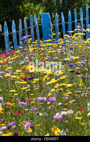 Pré des fleurs colorées avec barbeaux, jardin-pot marigold et bleu picket fence, Allemagne Banque D'Images