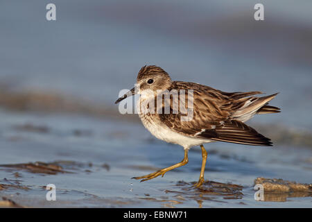 Le bécasseau minuscule (Calidris minutilla), aller dans l'eau peu profonde à la rive, USA, Floride Banque D'Images