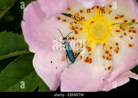 Allaitement Pollen Beetle (Ischnomera spec., Ischnomera Ischnomera caerulea) oder cyanea, sur une rose sauvage fleur, Allemagne Banque D'Images