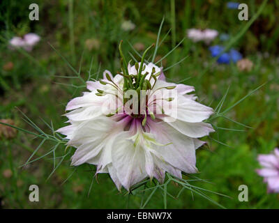 Devil-dans-le-Buisson, l'amour-dans-un-mist (Nigella damascena), avec fleur rose Banque D'Images