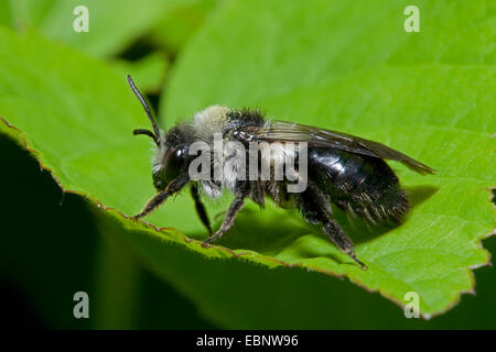 L'exploitation minière (abeille Andrena cineraria), sur une feuille, Allemagne Banque D'Images