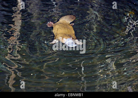 Platypus, ornithorynque (Ornithorhynchus anatinus), à la surface d'un ruisseau, l'Australie, la Tasmanie Banque D'Images