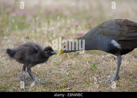 Originaire de Tasmanie hen (Gallinula mortierii), des profils avec chick, l'Australie, la Tasmanie, le ressort Beach Banque D'Images