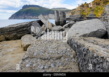 Roches avec des falaises, des fossiles de Maria Island, Australie, Tasmanie, Spring Beach Banque D'Images