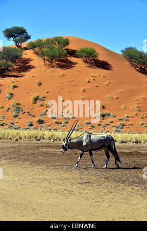 Gemsbok, Oryx gazella beisa (), balades en destert, la Namibie, le Parc National Namib Naukluft Banque D'Images