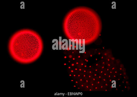 Volvox aureus (Volvox aureus), Image fluorescente Banque D'Images