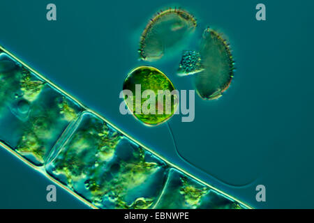 L'Euglena spec. L'euglène (spec.), en contraste d'interférence différentielle Banque D'Images