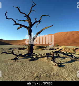 Camel thorn, la girafe thorn (Acacia erioloba), les arbres morts dans le désert de la vallée de Sossusvlei, Namibie, le Parc National Namib Naukluft Banque D'Images
