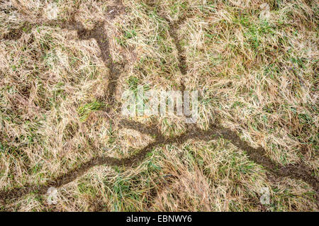 Les voies des souris dans le pré après la fonte de la neige, Allemagne, Bavière, Oberbayern, Haute-Bavière Banque D'Images