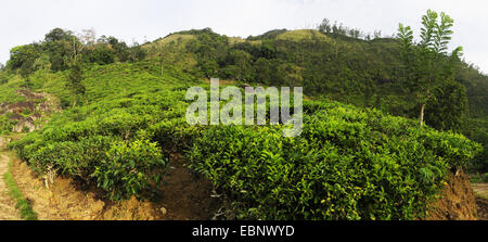 Usine de thé (Camellia sinensis, Thea sinensis), plantation de thé au Sri Lanka, le thé de Ceylan, le Sri Lanka, côté matin Banque D'Images