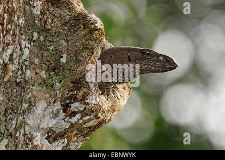 Moniteur du Bengale indien, moniteur, moniteur commun (Varanus bengalensis), à la recherche d'un trou d'arbre, le Sri Lanka, le Parc National de Wilpattu Banque D'Images