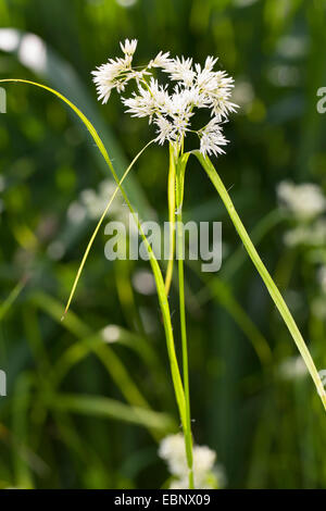 Woodrush neigeux, neigeuse, carex bois bois enneigés rush (Luzula nivea), blooming, Allemagne Banque D'Images