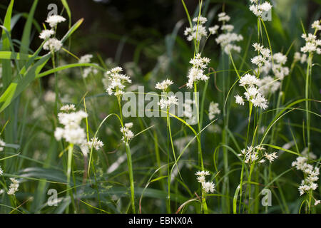 Woodrush neigeux, neigeuse, carex bois bois enneigés rush (Luzula nivea), blooming, Allemagne Banque D'Images