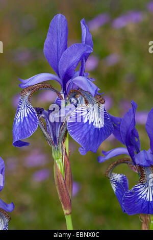 Iris de Sibérie, drapeau de Sibérie (Iris sibirica), fleur, Allemagne Banque D'Images