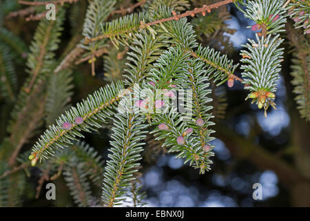 Sapin pectiné, sapin (Abies pinsapo hérisson), branche avec fleurs mâles Banque D'Images