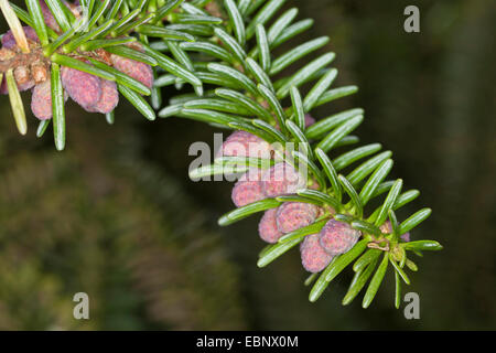 Sapin pectiné, sapin (Abies pinsapo hérisson), branche avec fleurs mâles Banque D'Images