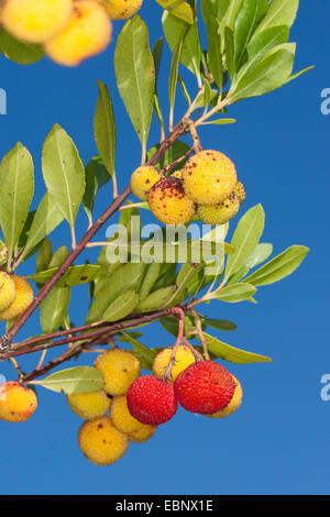 Killarney l'arbousier (Arbutus unedo), de la direction générale avec des fruits Banque D'Images