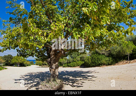 Chinese white Mulberry (Morus alba), seul arbre Banque D'Images