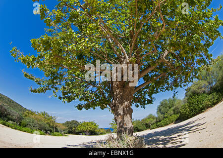 Chinese white Mulberry (Morus alba), seul arbre Banque D'Images