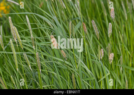 Vulpin des prés d'herbe (Alopecurus pratensis), dans un pré en fleurs, Allemagne Banque D'Images