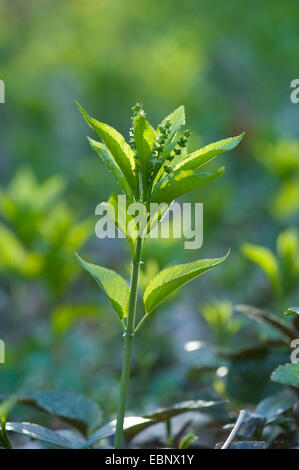 Le mercure du chien (Mercurialis perennis), plante mâle, Allemagne Banque D'Images