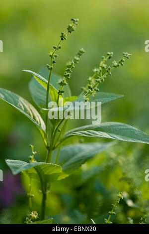 Le mercure du chien (Mercurialis perennis), plante mâle, Allemagne Banque D'Images