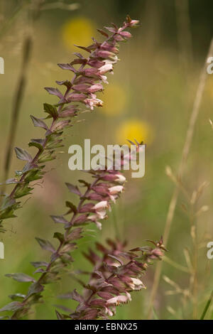 Red Bartsia (Odontites vulgaris, Odontites rubra), inflorescences, Allemagne Banque D'Images