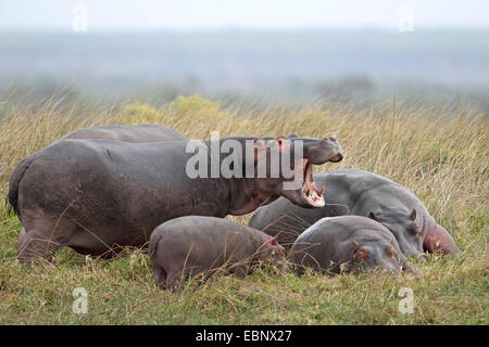Hippopotame, hippopotame, hippopotame commun (Hippopotamus amphibius), bouche ouverte avec des animaux adultes gardant les enfants, Afrique du Sud, Sainte-Lucie Banque D'Images