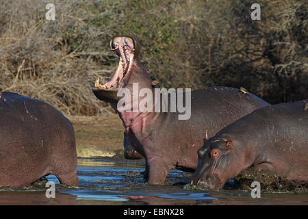 Hippopotame, hippopotame, hippopotame commun (Hippopotamus amphibius), animal adulte avec une bouche ouverte debout dans l'eau peu profonde, Afrique du Sud, Kruger National Park Banque D'Images