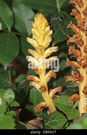 L'Orobanche (Orobanche hederae ivy), dans un pré en fleurs, Italie Banque D'Images