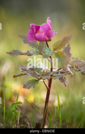 Coral pivoine, pivoine sauvage (Paeonia mascula ssp. russii, Paeonia corallina), blooming Banque D'Images