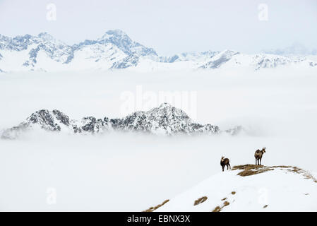 Chamois (Rupicapra rupicapra), deux chamoises debout devant des montagnes de neige, Allemagne, Bavière, Oberstdorf Banque D'Images