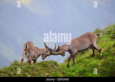 Bouquetin des Alpes (Capra ibex, Capra ibex ibex), deux combats combats des bouquetins alpins dans une prairie de montagne , Autriche, Tyrol, Elbigenalp Banque D'Images