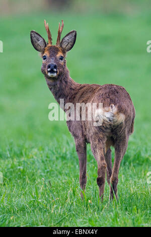 Le chevreuil (Capreolus capreolus), roe buck, ALLEMAGNE, Basse-Saxe Banque D'Images