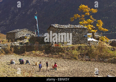 Les travailleurs agricoles au Langtang Valley, Népal, Langtang Himal Banque D'Images