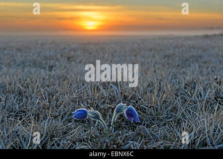 Anémone pulsatille (Pulsatilla vulgaris), deux fleurs de givre au lever du soleil, de l'Allemagne, la Bavière, Eching Banque D'Images