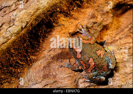 Grenouille peint sri-lankais (cf. Kaloula taprobanica), sur l'écorce, le Sri Lanka, Nationalpark Sinharaja Forest Banque D'Images