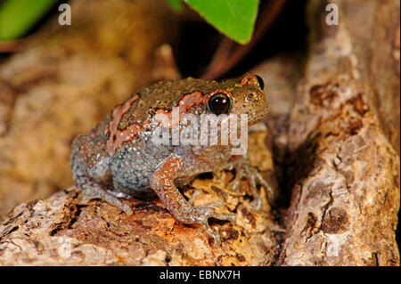 Grenouille peint sri-lankais (cf. Kaloula taprobanica), sur l'écorce, Sri Lanka Banque D'Images