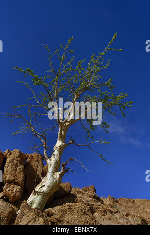 Cinq lobes, sterculia Sterculia quinqueloba (Mbalamwezi), sur un rocher, la Namibie, le Parc National Namib Naukluft Banque D'Images