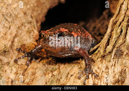 Grenouille peint sri-lankais (cf. Kaloula taprobanica), dans un trou d'arbre, le Sri Lanka, Nationalpark Sinharaja Forest Banque D'Images