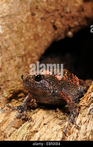 Grenouille peint sri-lankais (cf. Kaloula taprobanica), à la recherche d'un trou d'arbre, le Sri Lanka, Nationalpark Sinharaja Forest Banque D'Images