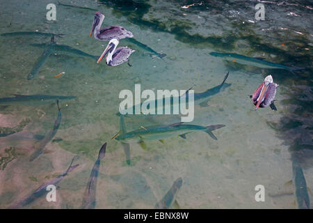 Tarpon atlantique (Megalops atlanticus, Tarpon atlanticus), haut-fond dans l'eau avec des pélicans, USA, Florida, Florida Keys, Key Largo Banque D'Images