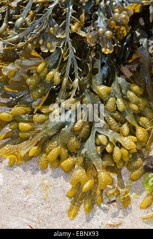 Rack en spirale, grille plate, Jelly sacs, grimpé (Fucus spiralis Rack), échoués sur la plage de la crémaillère, Allemagne Banque D'Images