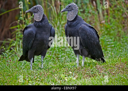 Urubu à tête rouge (Cathartes aura), deux urubus dans un pré, USA, Floride, le Parc National des Everglades Banque D'Images