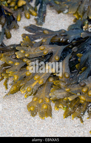 Fucus vésiculeux, Bladderrack Noir, tang, Fucus, fucus de la vessie, de la mer Noire, de chêne tany, couper les mauvaises herbes, les teinturiers, fucus, fucus rouge Rock rack (Fucus vesiculosus, Halidrys vesiculosus), à reflux sur le sable, Allemagne Banque D'Images