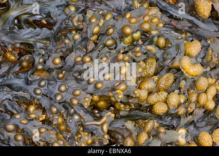 Fucus vésiculeux, Bladderrack Noir, tang, Fucus, fucus de la vessie, de la mer Noire, de chêne tany, couper les mauvaises herbes, les teinturiers, fucus, fucus rouge Rock rack (Fucus vesiculosus, Halidrys vesiculosus), au reflux , Allemagne Banque D'Images