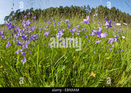 Bellflower (Campanula patula propagation), dans un pré en fleurs, Allemagne Banque D'Images